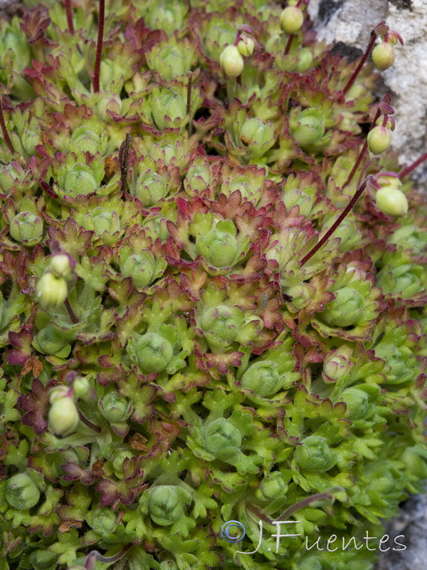 Saxifraga reuteriana.33