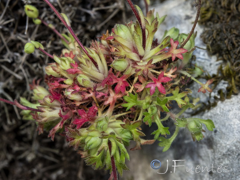 Saxifraga reuteriana.34