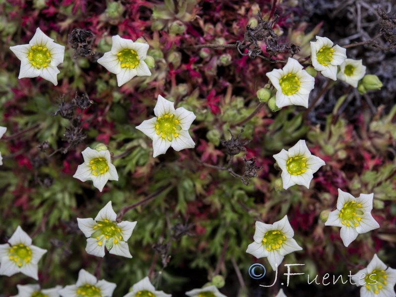 Saxifraga reuteriana.35