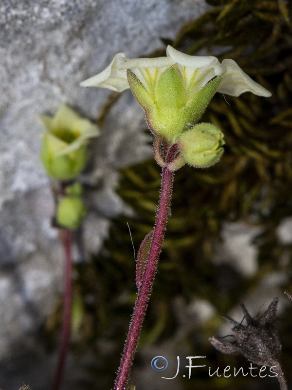 Saxifraga reuteriana.36