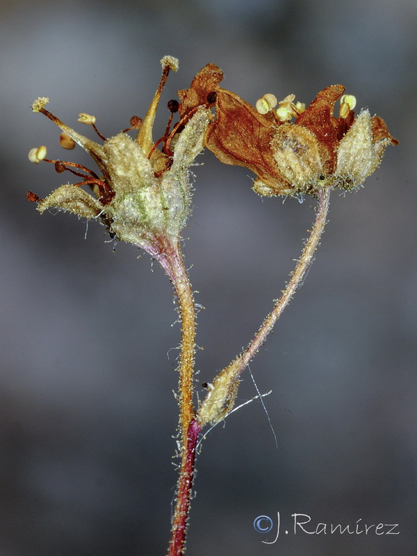 Saxifraga reuteriana.39
