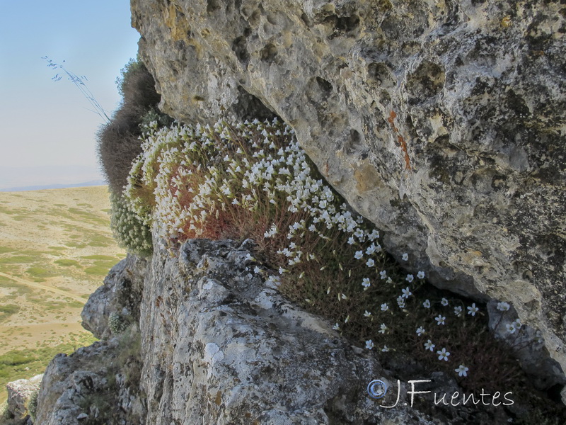 Saxifraga rigoi.01