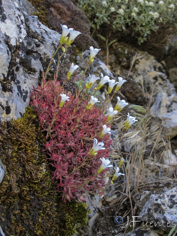Saxifraga rigoi.03