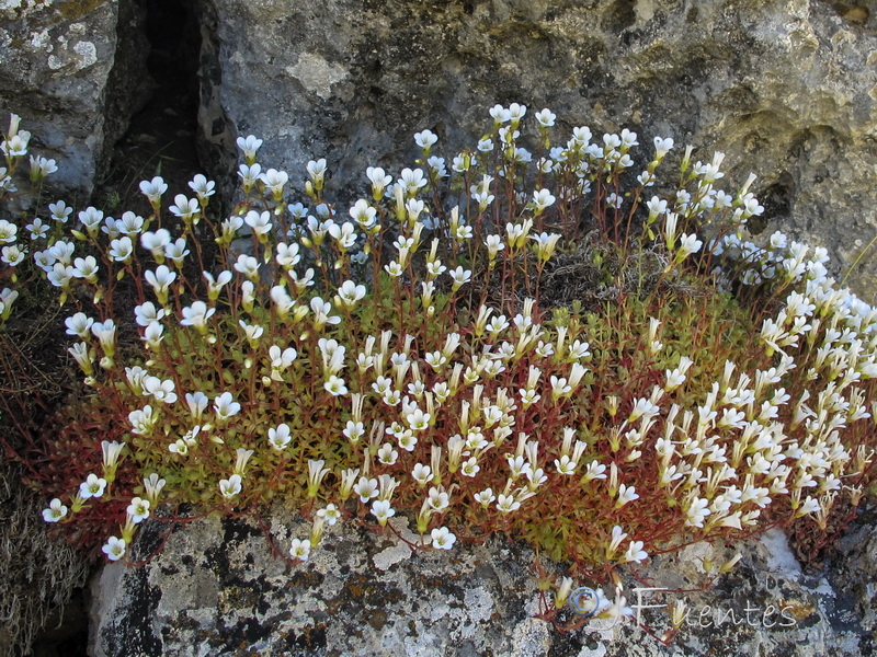 Saxifraga rigoi.05