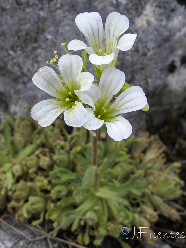 Saxifraga rigoi.12