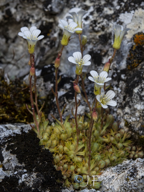 Saxifraga rigoi.15