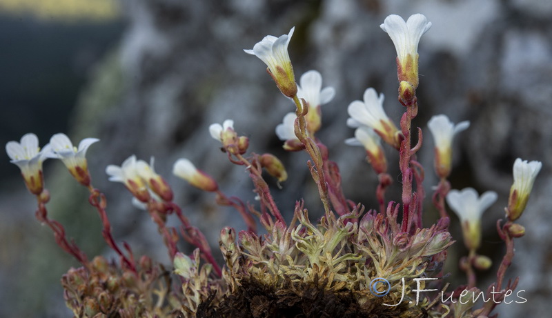 Saxifraga rigoi.06