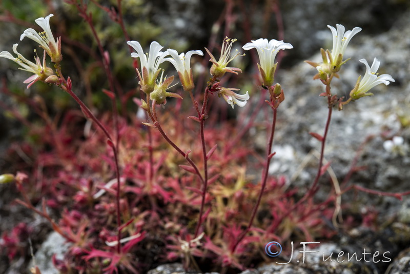 Saxifraga rigoi.07