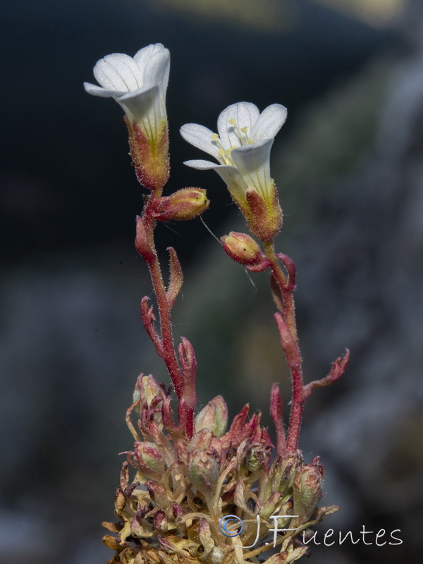 Saxifraga rigoi.19
