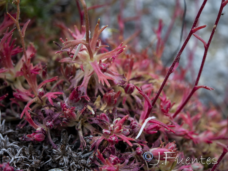 Saxifraga rigoi.20
