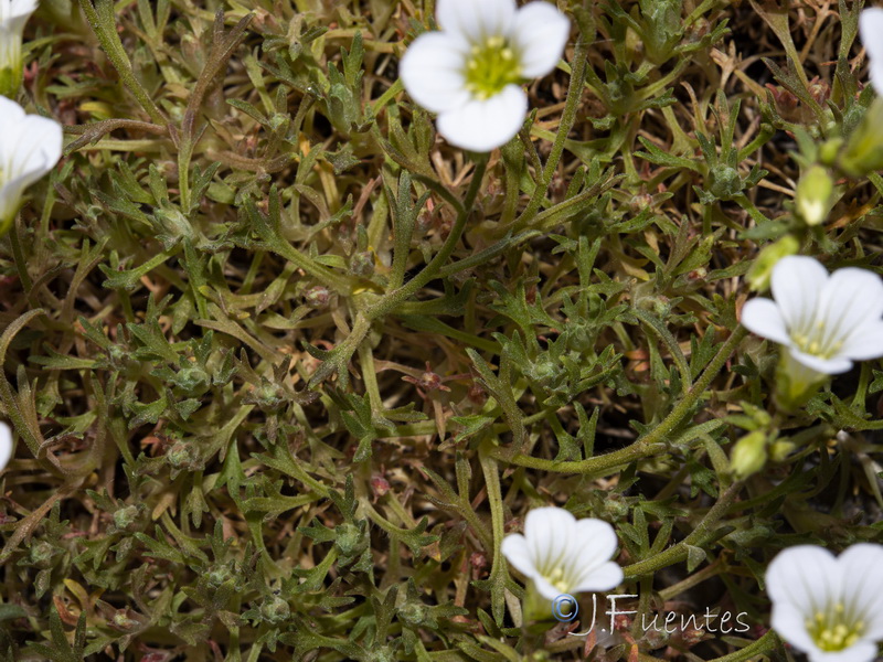 Saxifraga rigoi.22