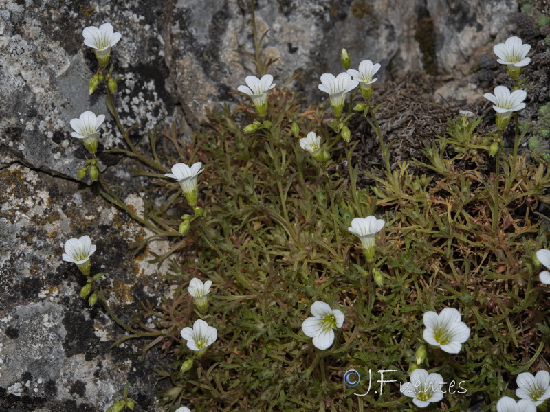 Saxifraga rigoi.23