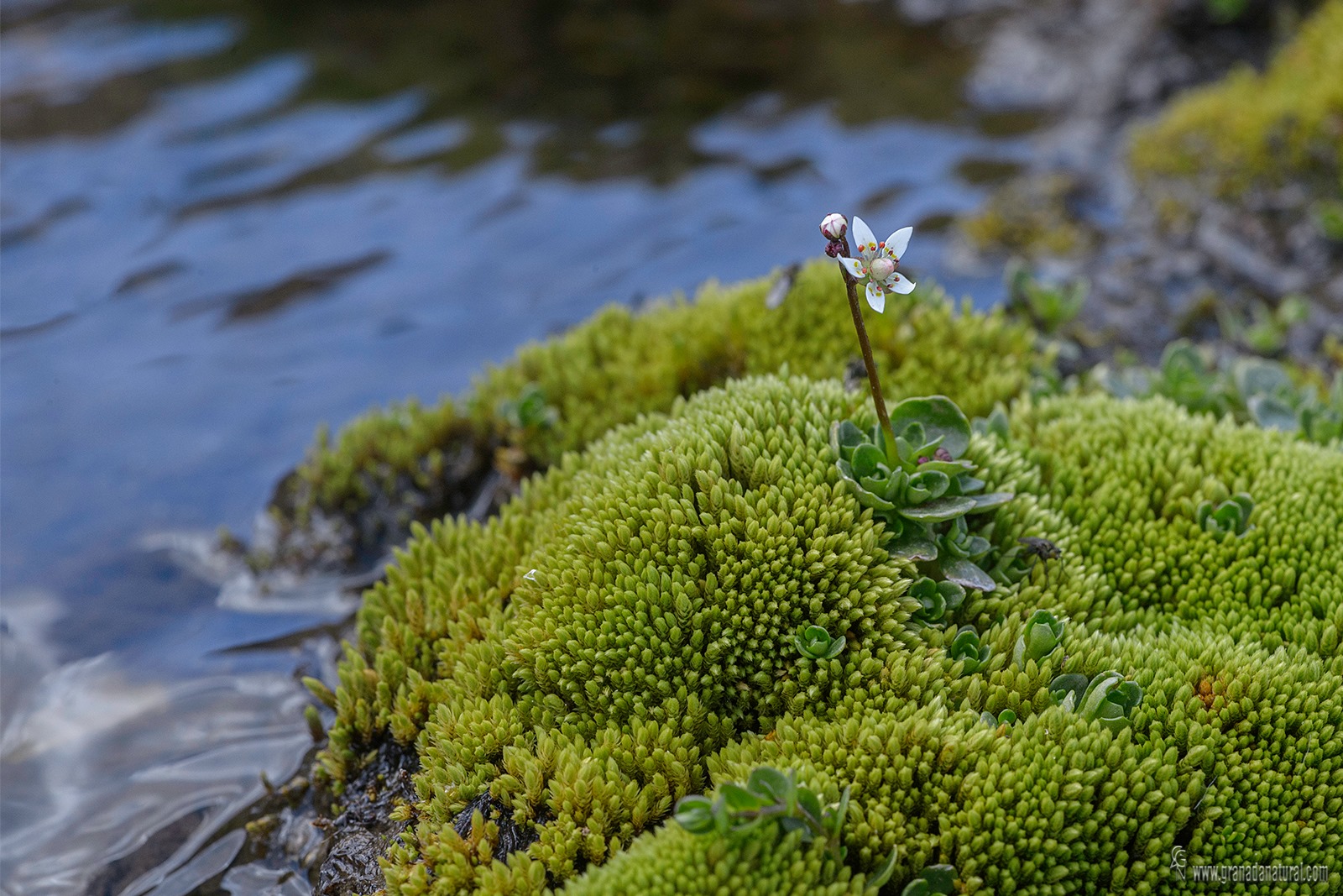 Saxifraga stellaris robusta 2