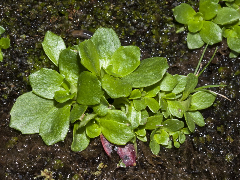 Saxifraga stellaris robusta.04