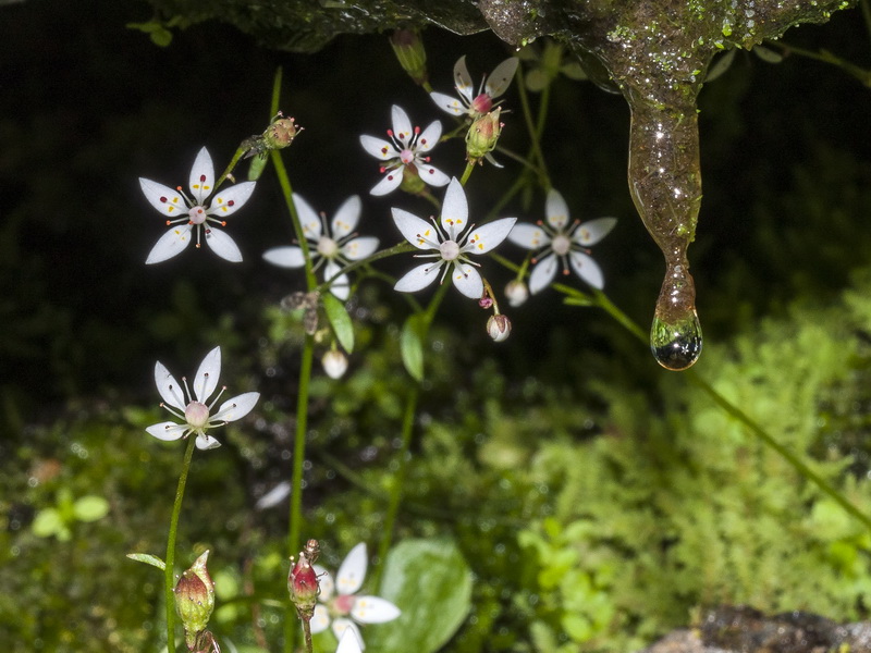 Saxifraga stellaris robusta.06