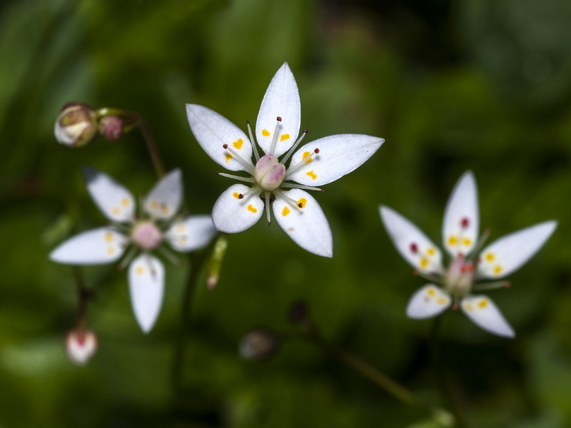 Saxifraga stellaris robusta.08