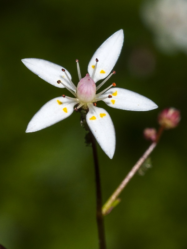 Saxifraga stellaris robusta.11