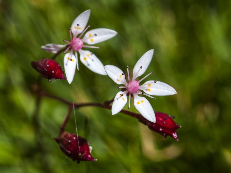 Saxifraga stellaris robusta.12