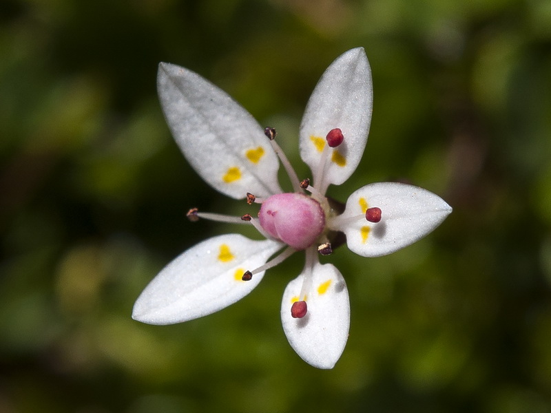 Saxifraga stellaris robusta.13