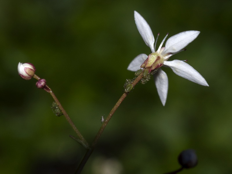 Saxifraga stellaris robusta.14