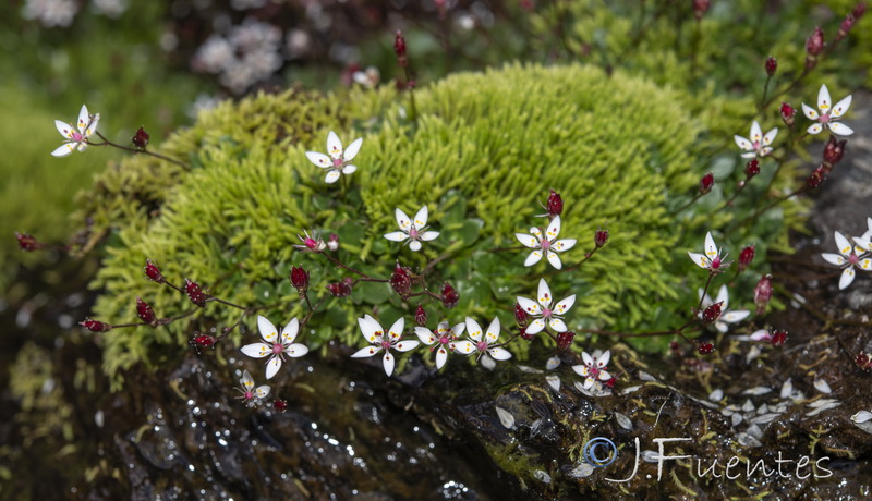 Saxifraga stellaris robusta.01