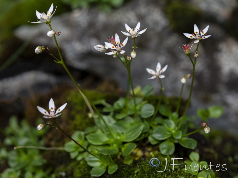 Saxifraga stellaris robusta.03