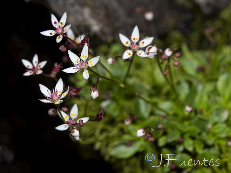 Saxifraga stellaris robusta.05