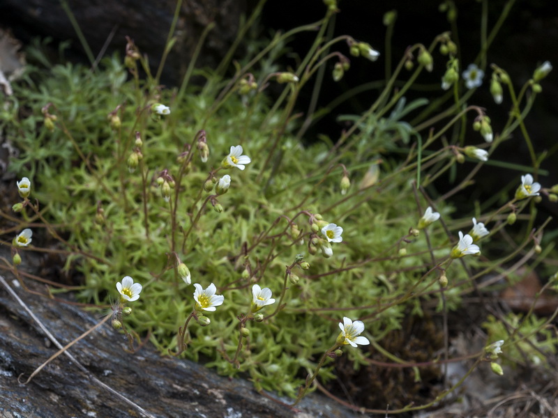 Saxifraga trabutiana.01