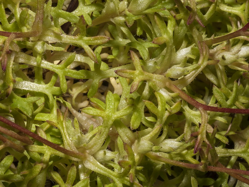 Saxifraga trabutiana.02