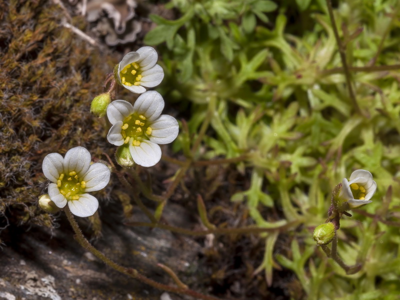 Saxifraga trabutiana.03