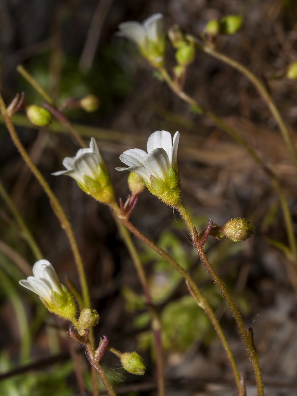 Saxifraga trabutiana.04