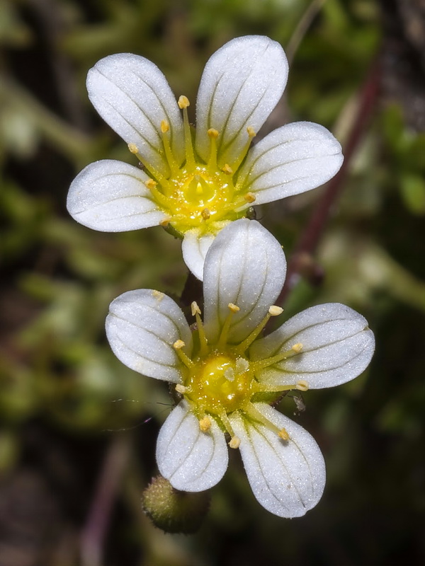 Saxifraga trabutiana.05