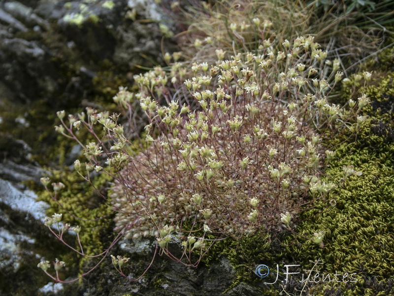 Saxifraga trabutiana.07