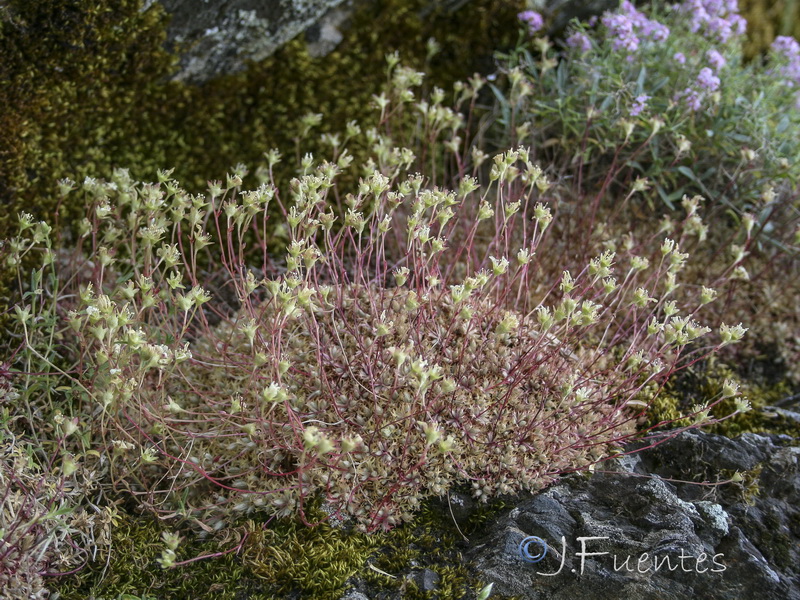 Saxifraga trabutiana.08