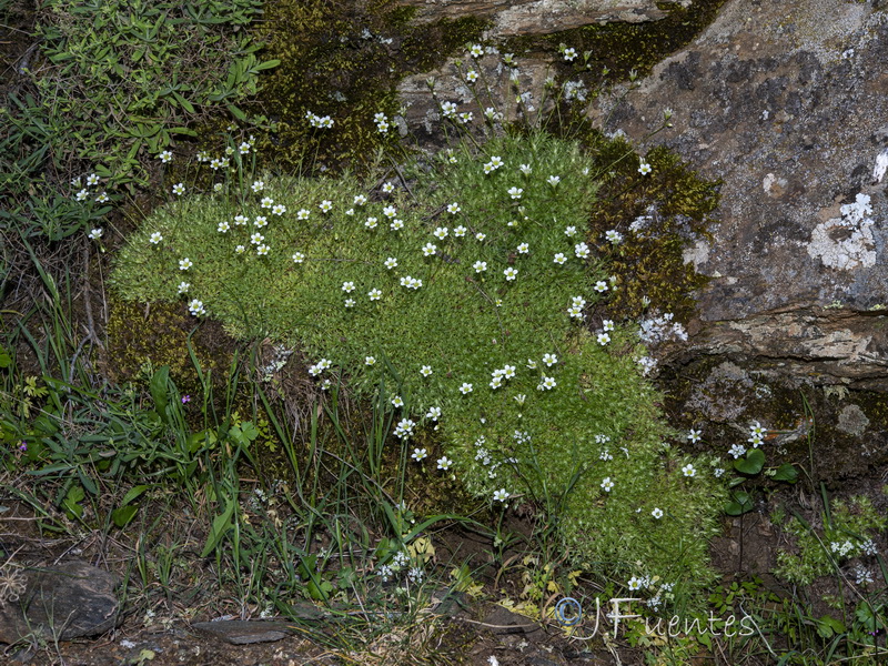 Saxifraga trabutiana.09