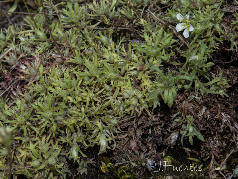 Saxifraga trabutiana.11