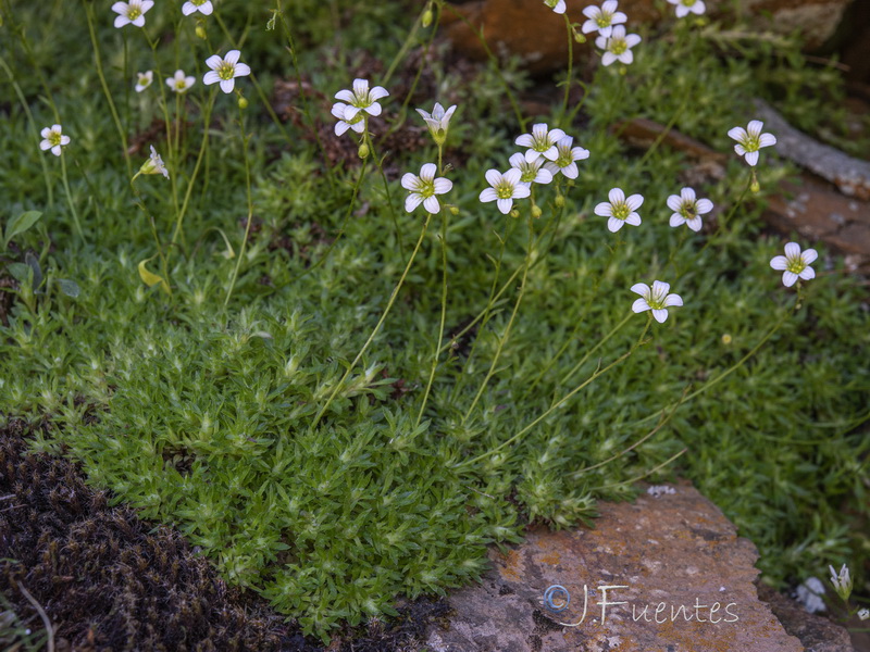 Saxifraga trabutiana.12