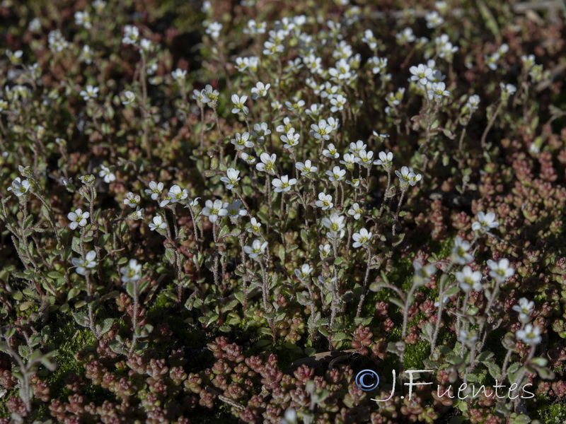 Saxifraga tridactylites.01