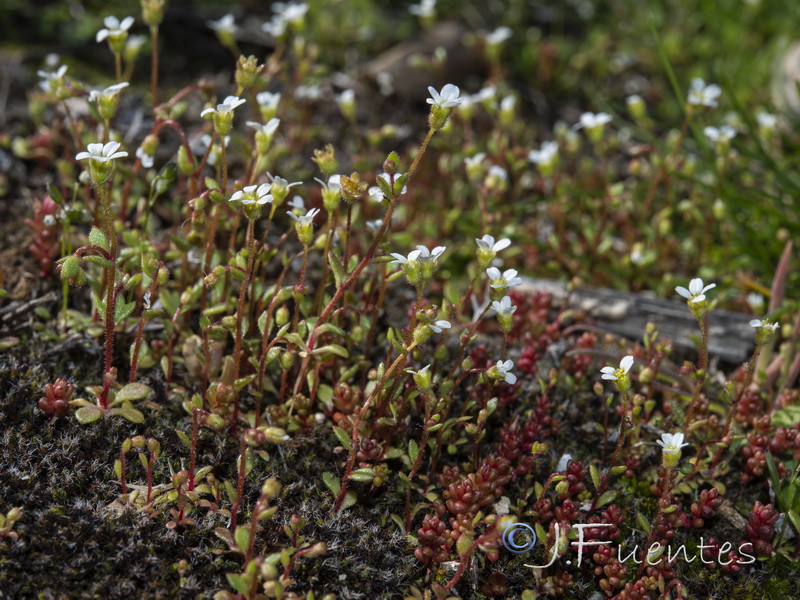 Saxifraga tridactylites.02