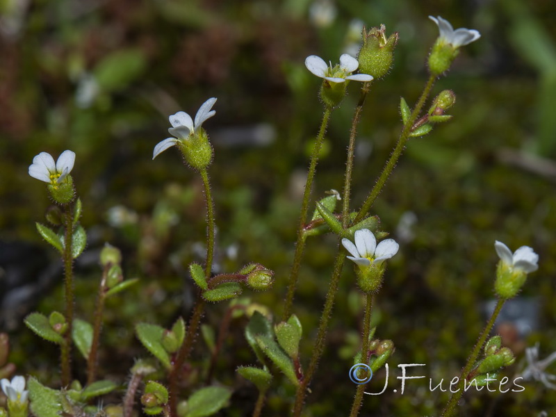 Saxifraga tridactylites.04