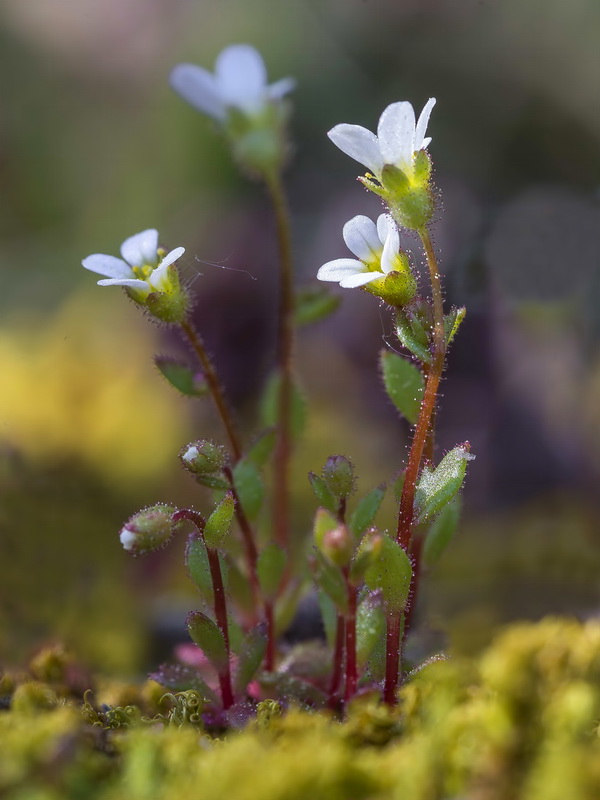 Saxifraga tridactylites.05