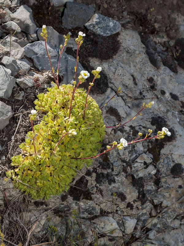 Saxifraga x cuatrecasii.03