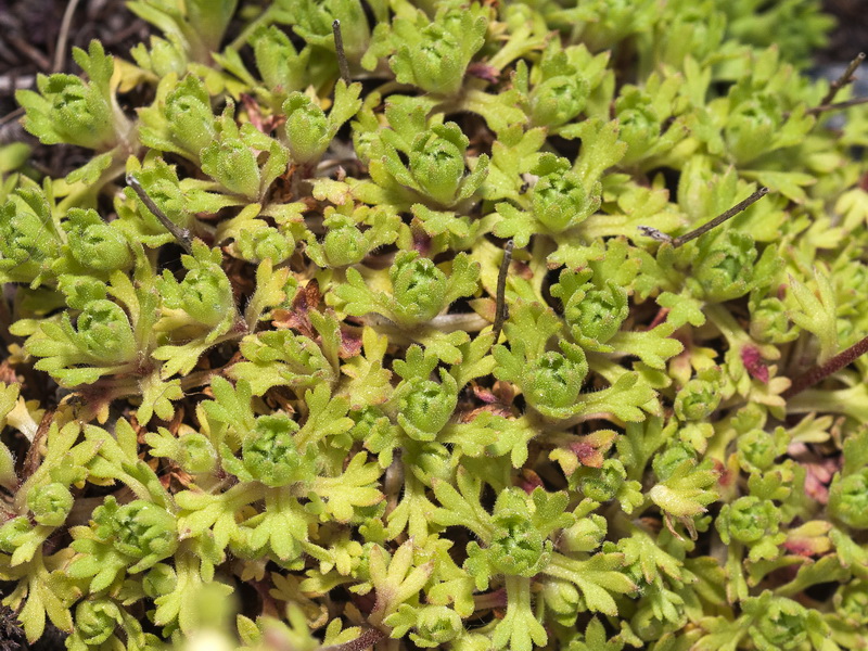 Saxifraga x cuatrecasii.05