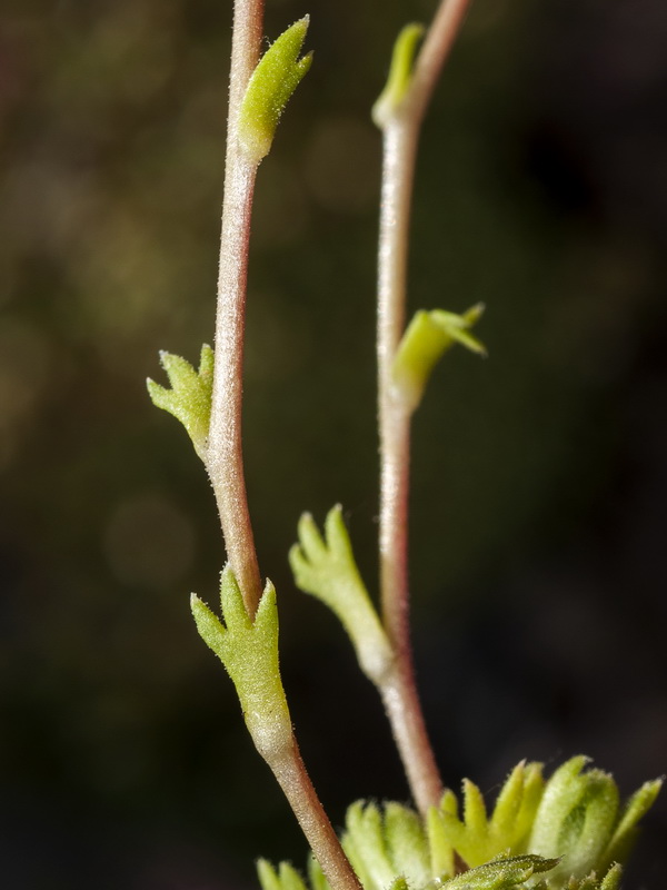 Saxifraga x cuatrecasii.06