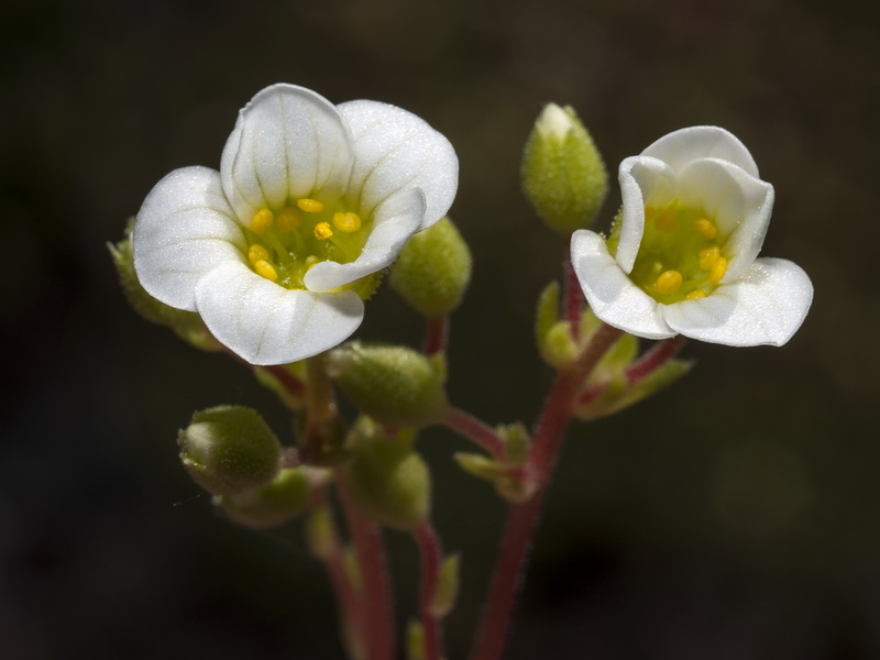 Saxifraga x cuatrecasii.09