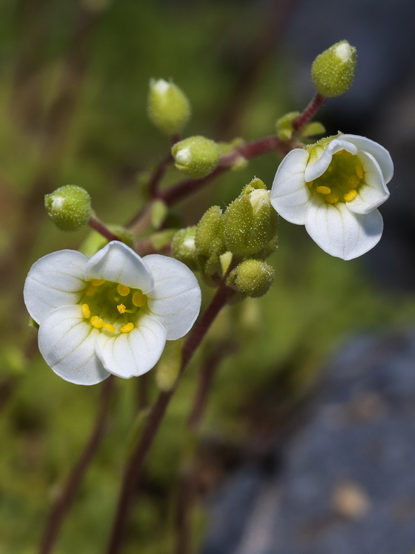 Saxifraga x cuatrecasii.11