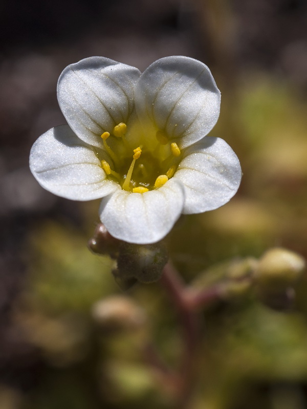 Saxifraga x cuatrecasii.12