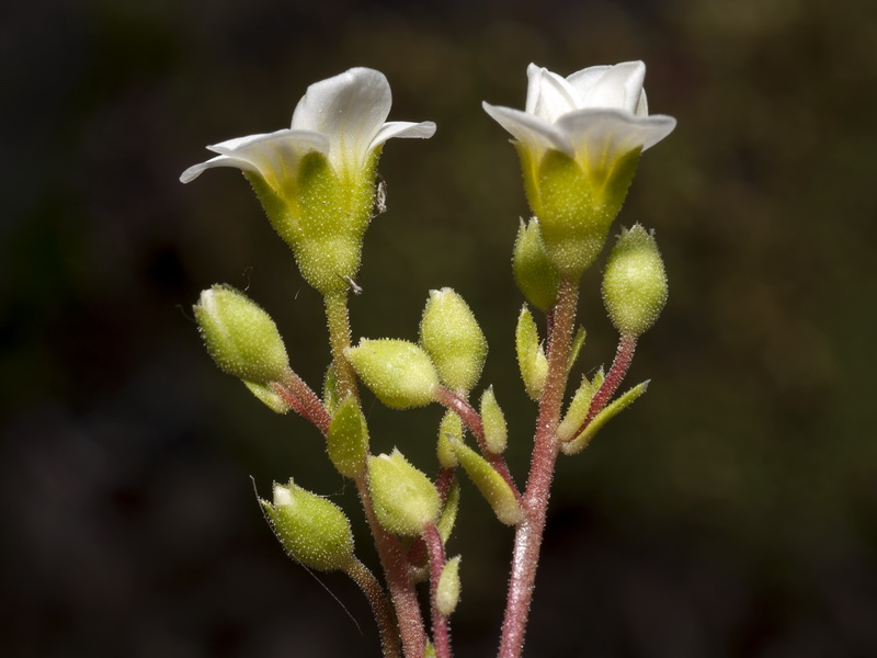 Saxifraga x cuatrecasii.15