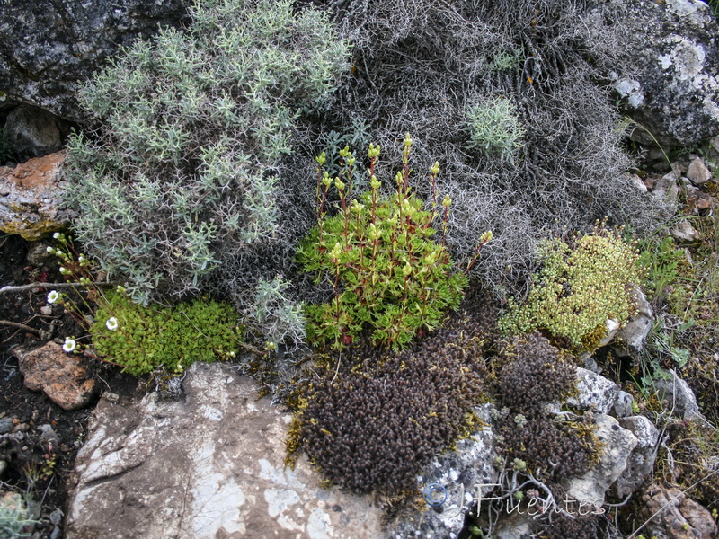 Saxifraga x cuatrecasii.16