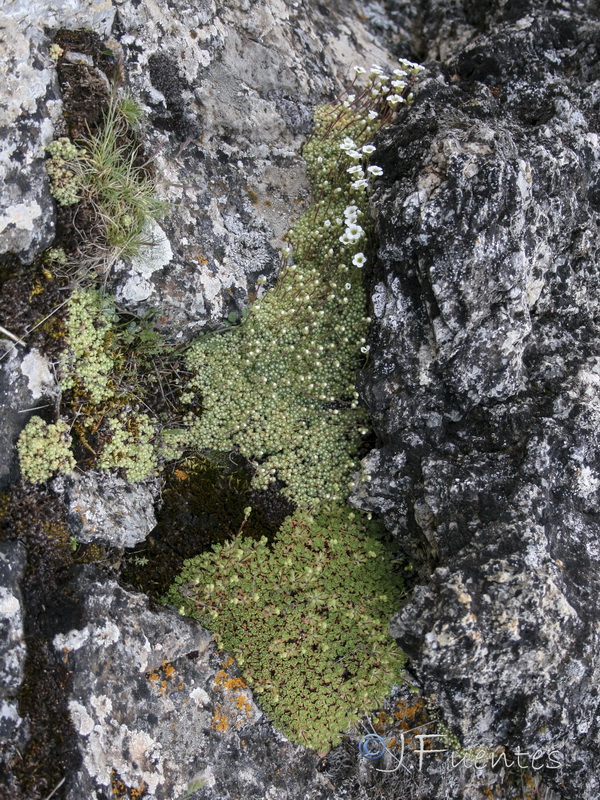 Saxifraga x cuatrecasii.17